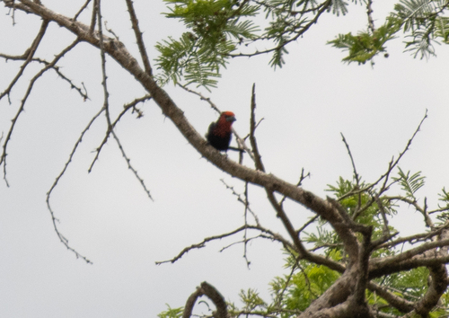 Black-billed Barbet (Lybius guifsobalito), photo 8
