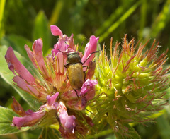 Labidostomis longimana