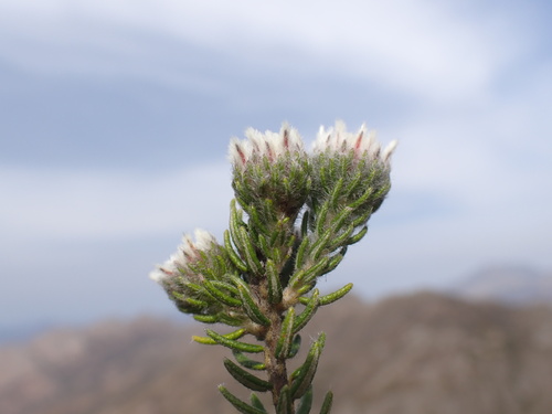 Phylica constricta (Phylica constricta)