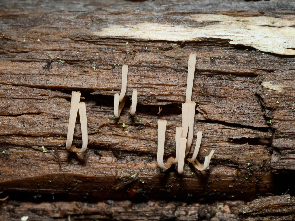 Artomyces cristatus