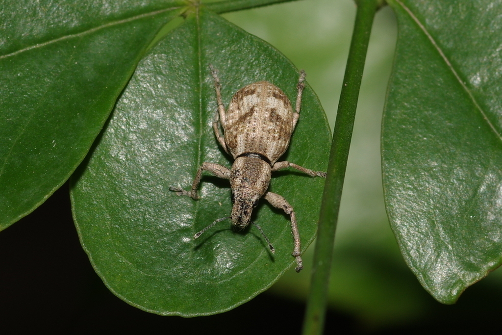 Simuchang Insect Sympiezomias from 中国南京市玄武区紫金山 邮政编码: 210042 on August 10, 2024 at 09:34 ...