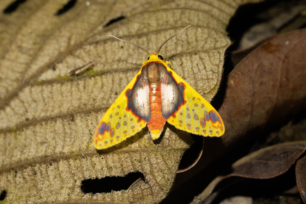 Amaxia flavicollis