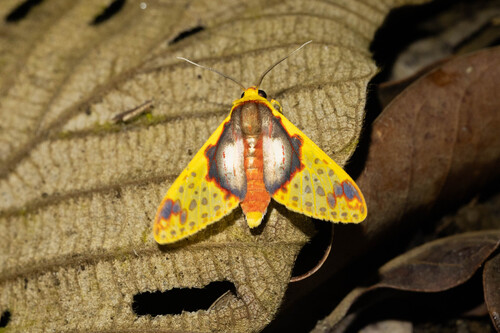 Amaxia flavicollis