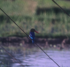 Halcyon cyanoventris