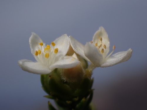 Nervous Stripper (Lachnaea nervosa)
