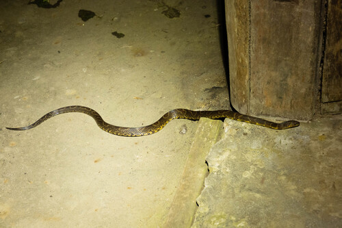 Big Ground Snake