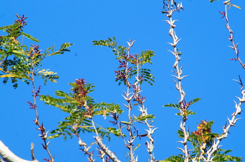 Vachellia cornigera