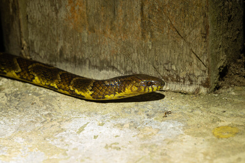 Big Ground Snake