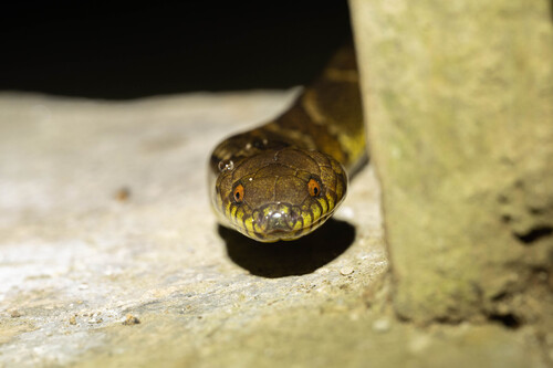 Big Ground Snake