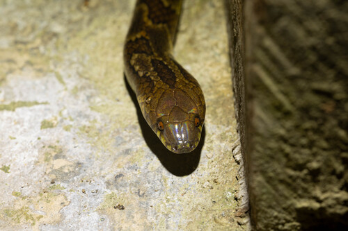 Big Ground Snake
