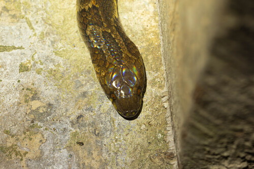 Big Ground Snake