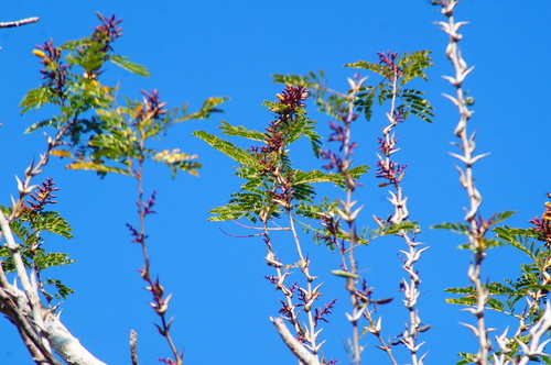 Vachellia cornigera, photograph 1