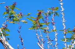 Vachellia cornigera, photograph Carlos Domínguez-Rodríguez, CC BY, iNaturalist via GBIF