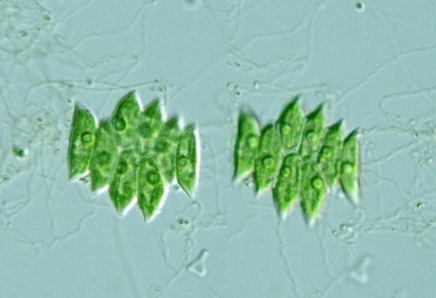 Enallax
