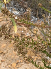 Wahlenbergia tenella