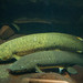Australian Lungfish - Photo (c) Jan Stefka, some rights reserved (CC BY-NC)