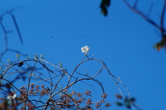 Ipomoea populina
