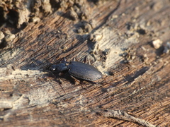 Limodromus