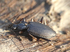 Limodromus