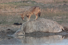 Canis aureus indicus