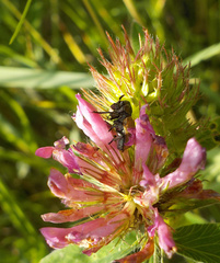 Labidostomis longimana