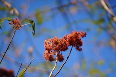 Heliocarpus