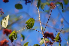 Heliocarpus