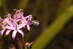 Saltoblattella