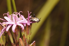 Saltoblattella