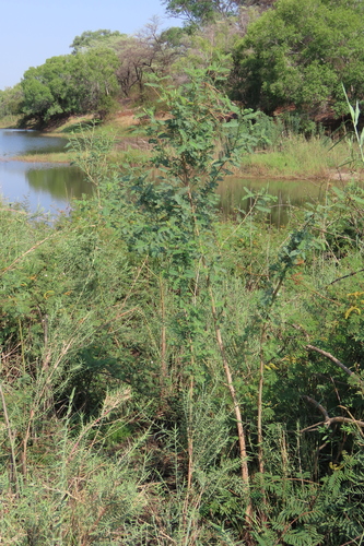 Egyptian riverhemp (Sesbania sesban)
