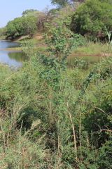 Sesbania sesban