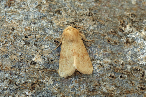 Luperina rubella