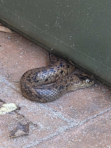 Mainland Dugite sighting