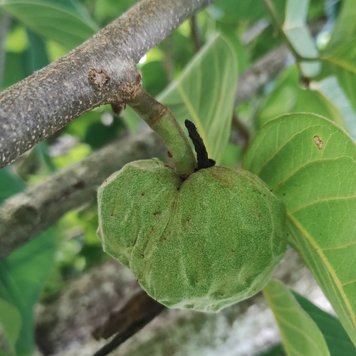 Annona cherimola