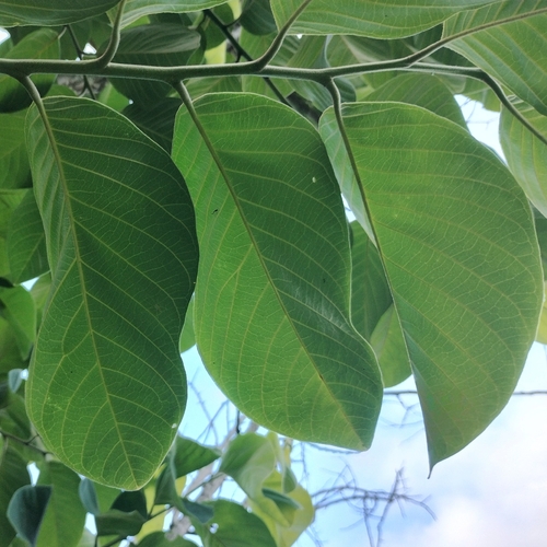 Annona cherimola