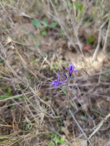 iNaturalist observation photo of Vinegar Weed