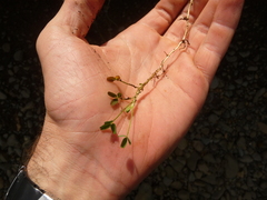 Trifolium wormskioldii