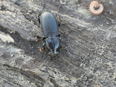 Pterostichus melas