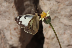 Colotis fausta