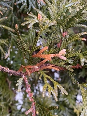 Pestalotiopsis funerea