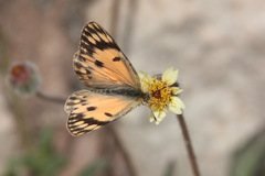 Colotis fausta