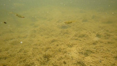 Hesperoleucus symmetricus