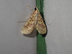 Conogethes
