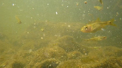 Hesperoleucus symmetricus