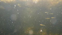 Hesperoleucus symmetricus