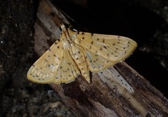 Conogethes