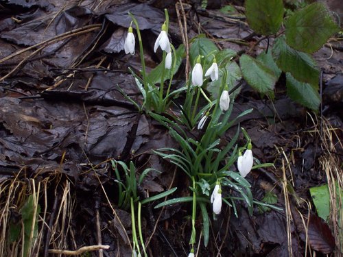 snežienka jarná (Galanthus nivalis)