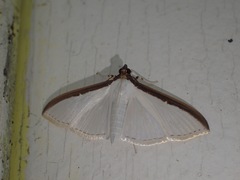 Cydalima