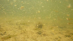 Hesperoleucus symmetricus