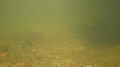 Hesperoleucus symmetricus